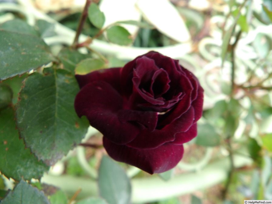 'Jack Daniel' rose photo