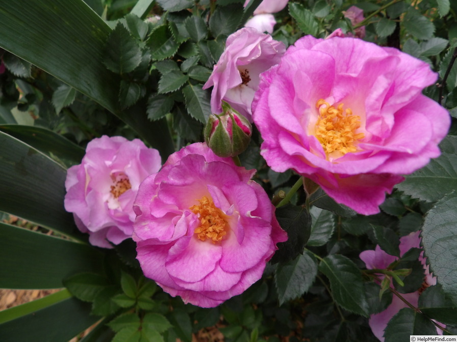 'Frances Sims' rose photo