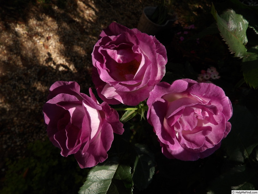 'Bobby' rose photo