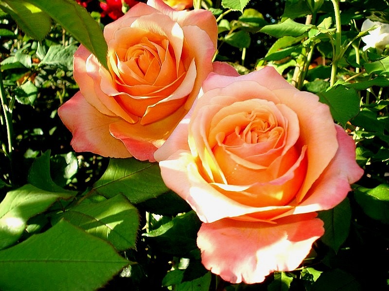 'Lolita ® (hybrid tea, Kordes 1972)' rose photo