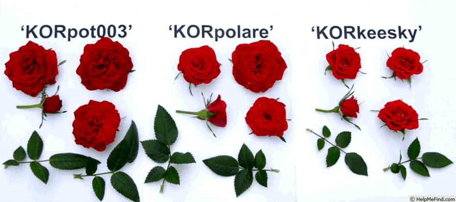 'KORpot003' rose photo