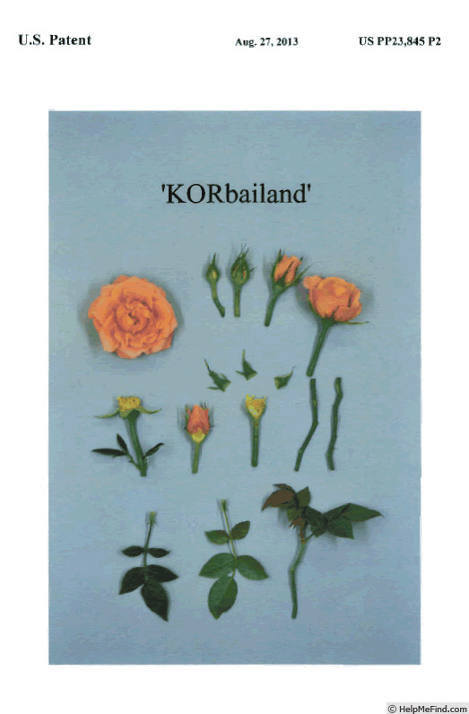 'KORbailand' rose photo