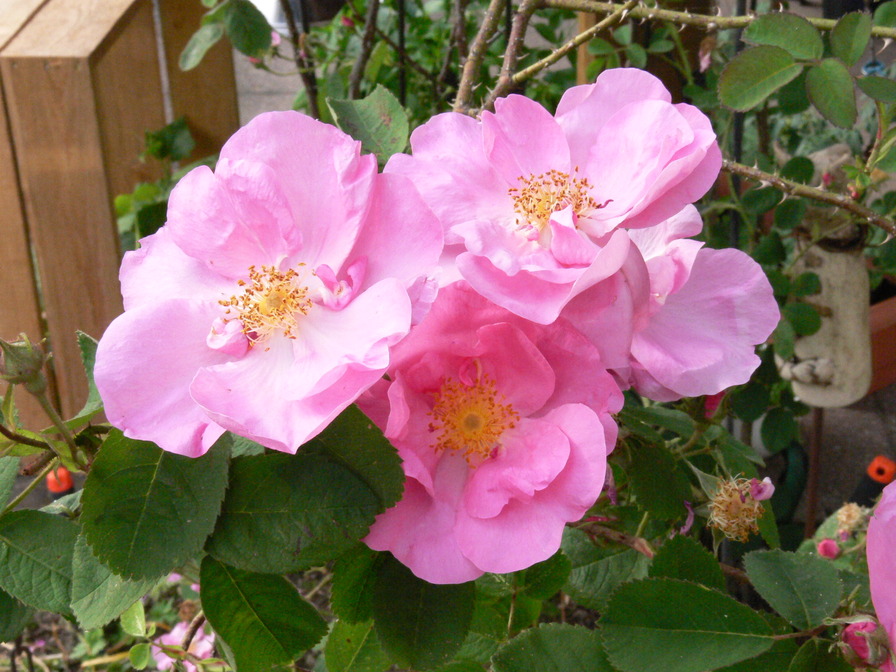 'Rosier Centfeuilles à fleurs simples' rose photo