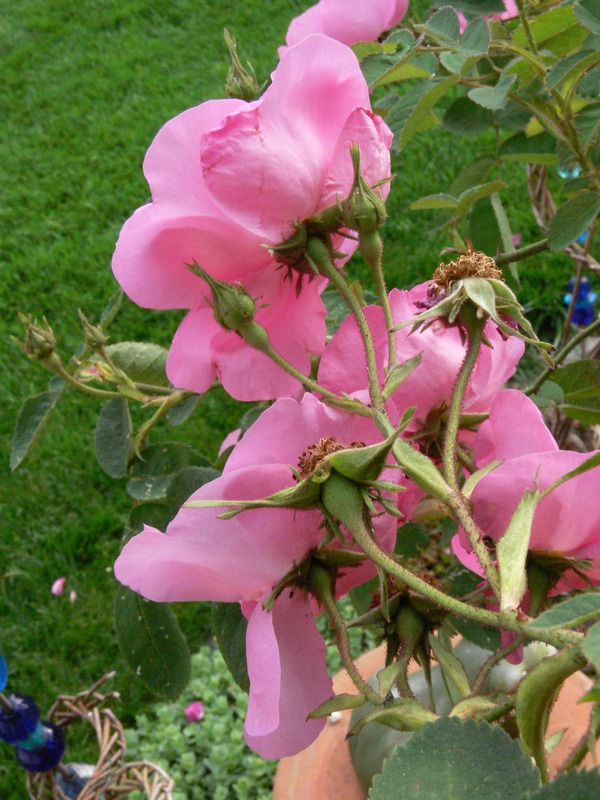 'Rosier Centfeuilles à fleurs simples' rose photo