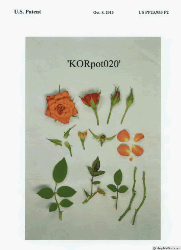 'KORpot020' rose photo