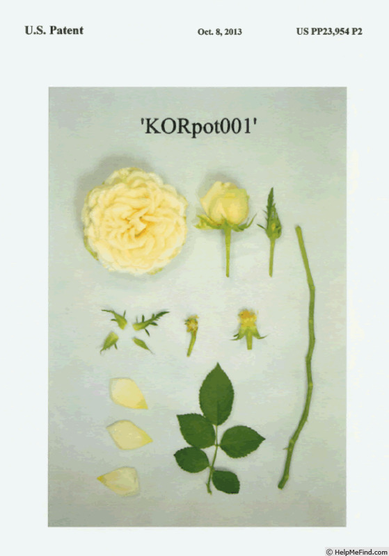 'KORpot001' rose photo