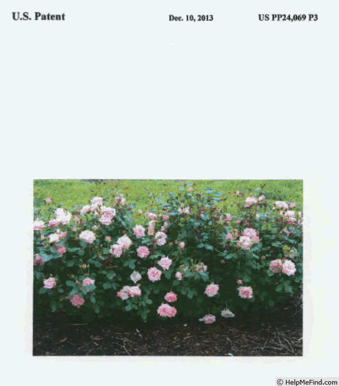 'RADnov' rose photo