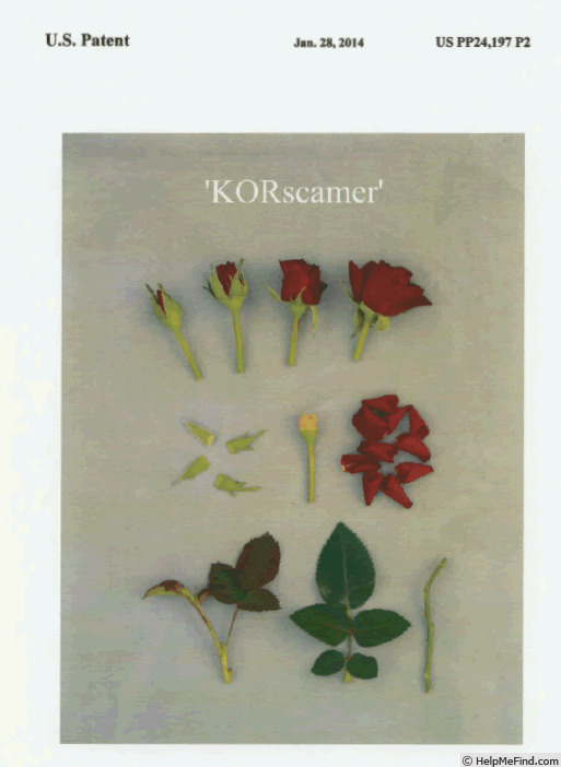 'KORscamer' rose photo