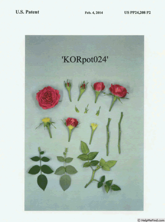 'KORpot024' rose photo