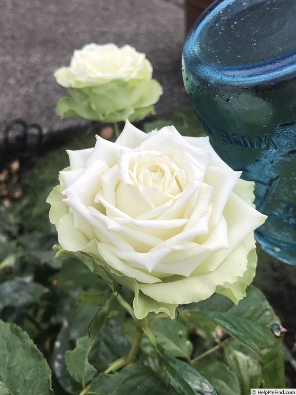 'Green Romantica ®' rose photo