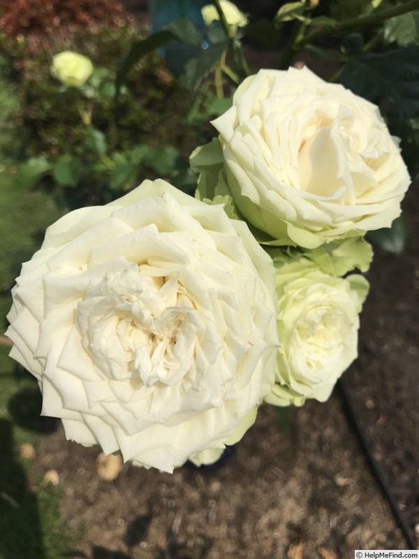 'Green Romantica ®' rose photo