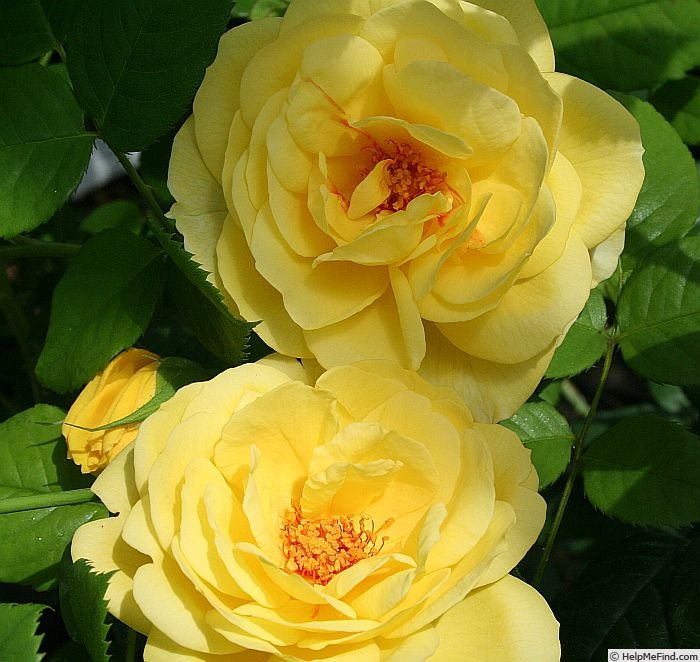 'Chalice of Gold' rose photo