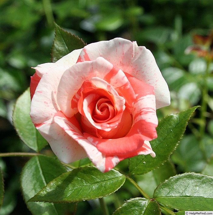 'Dandy Andy' rose photo