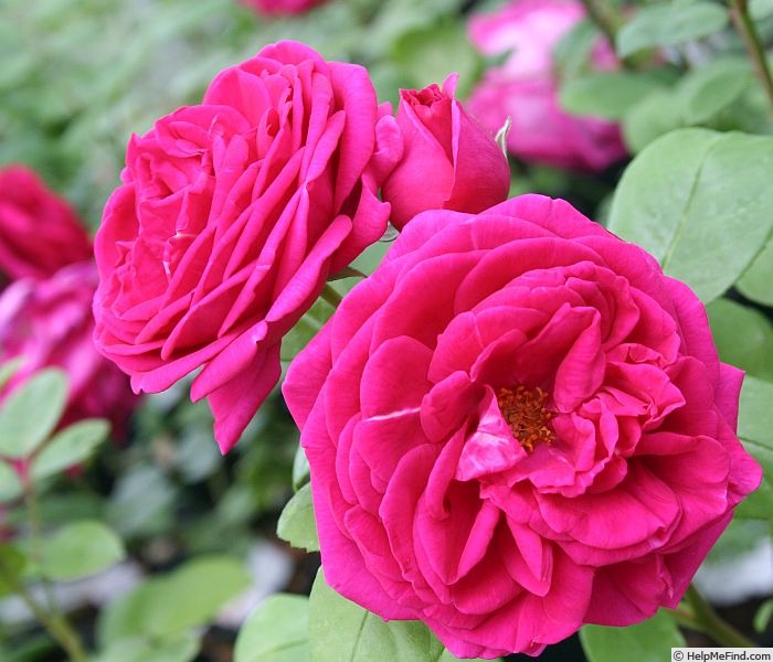 'High Frequency' rose photo