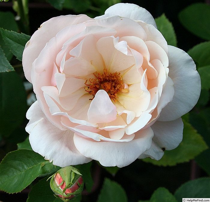 'Platinum Blonde' rose photo