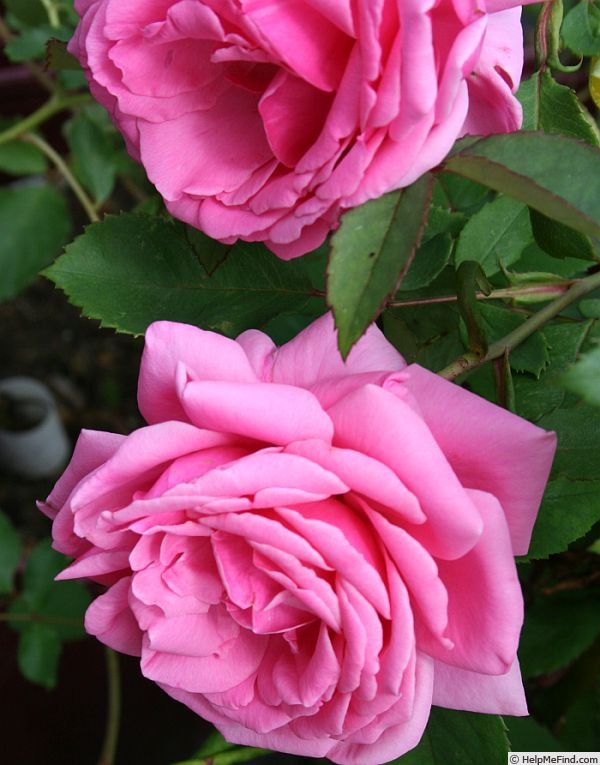 'Widgee Didgee' rose photo