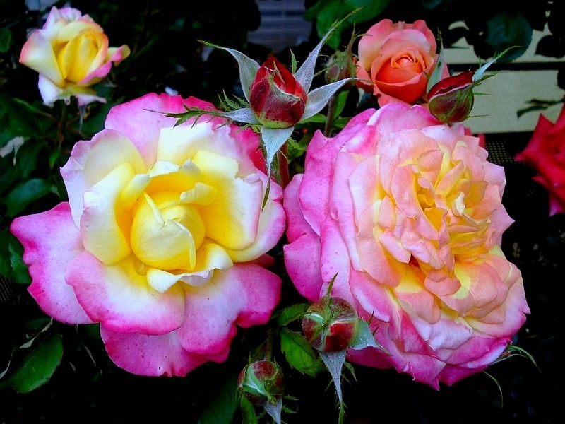 'Concours Lepine ®' rose, click to enlarge 'Concours Lepine ®' rose photo