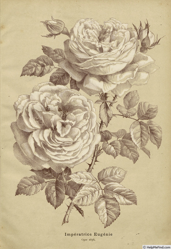 'Impératrice Eugénie (hybrid perpetual, Oger, 1858)' rose photo