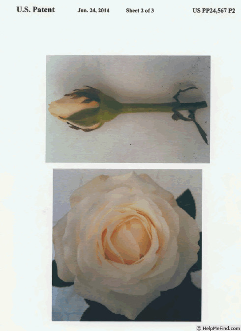 'Evera607' rose photo