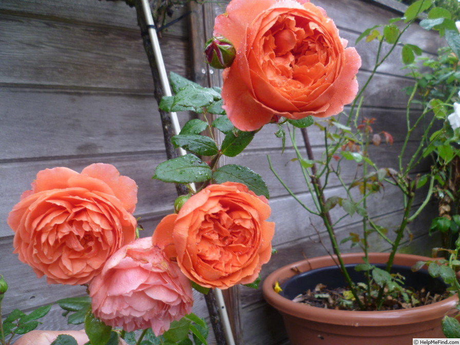 'Summer Song (shrub, Austin 2005)' rose photo