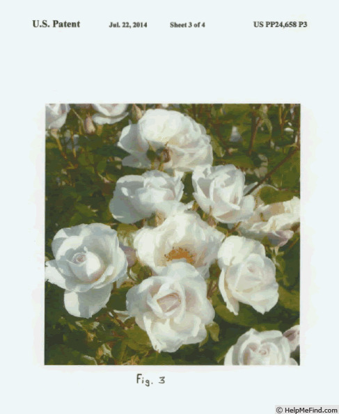 'EVanrat' rose photo