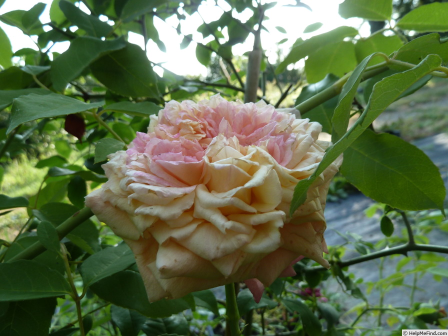 'Adrienne Christophle' rose photo