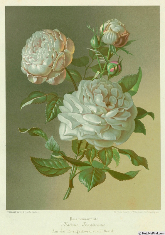 'Madame Freeman (hybrid perpetual, Guillot, 1862)' rose photo