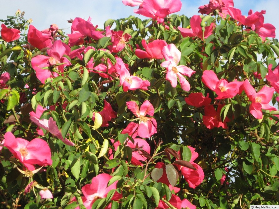 'Nancy Hayward' rose photo