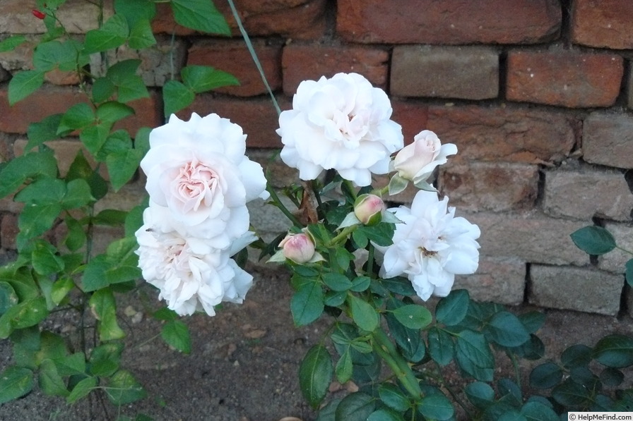'Penny Lane (climber, Harkness, 1998)' rose photo