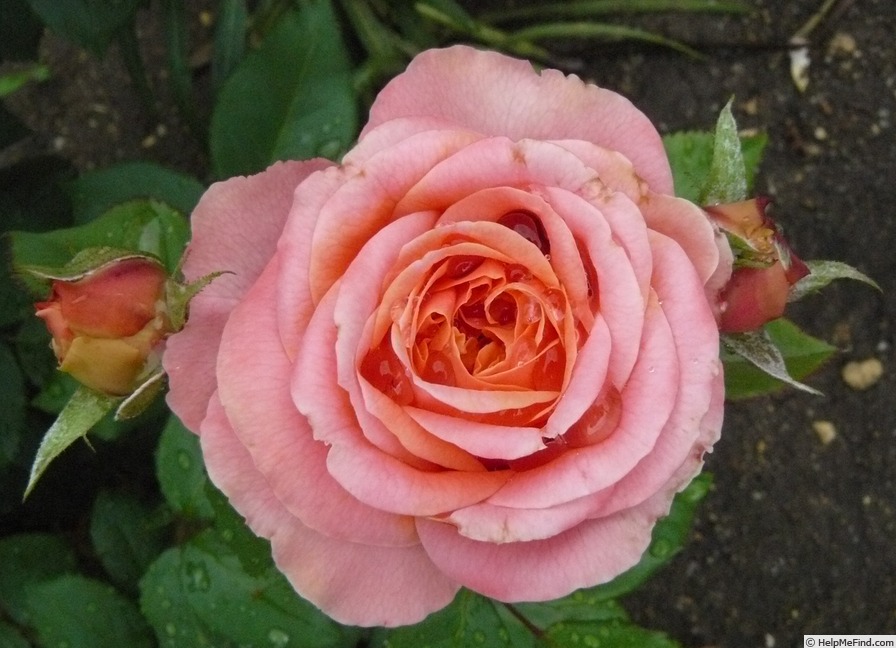 'Mary Ann ®' Rose