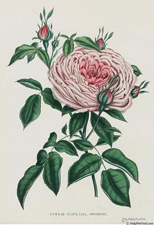 'Amandine (damask perpetual, Vibert, 1846)' rose photo