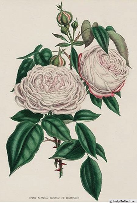'Duchesse de Montpensier' rose photo