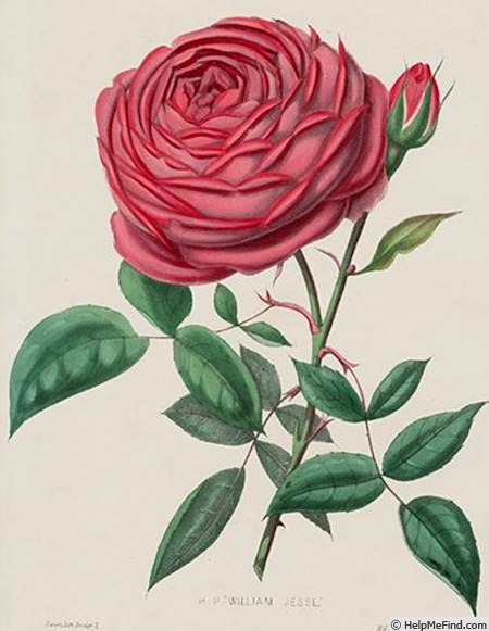 'William Jesse' rose photo