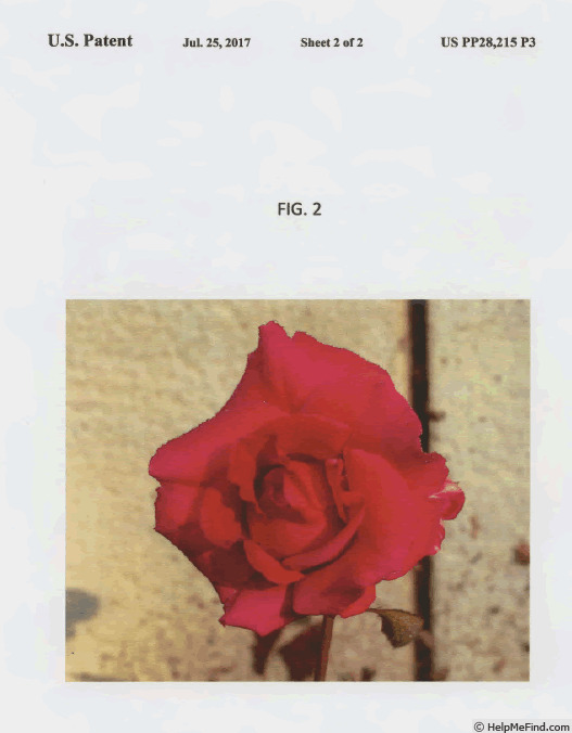 'GRAred' rose photo