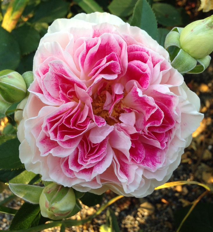 'Holiday Island Guernsey ®' rose photo