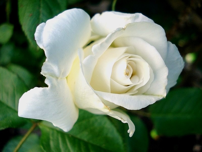 'Annapurna (hybrid tea, Dorieux 2000)' rose photo
