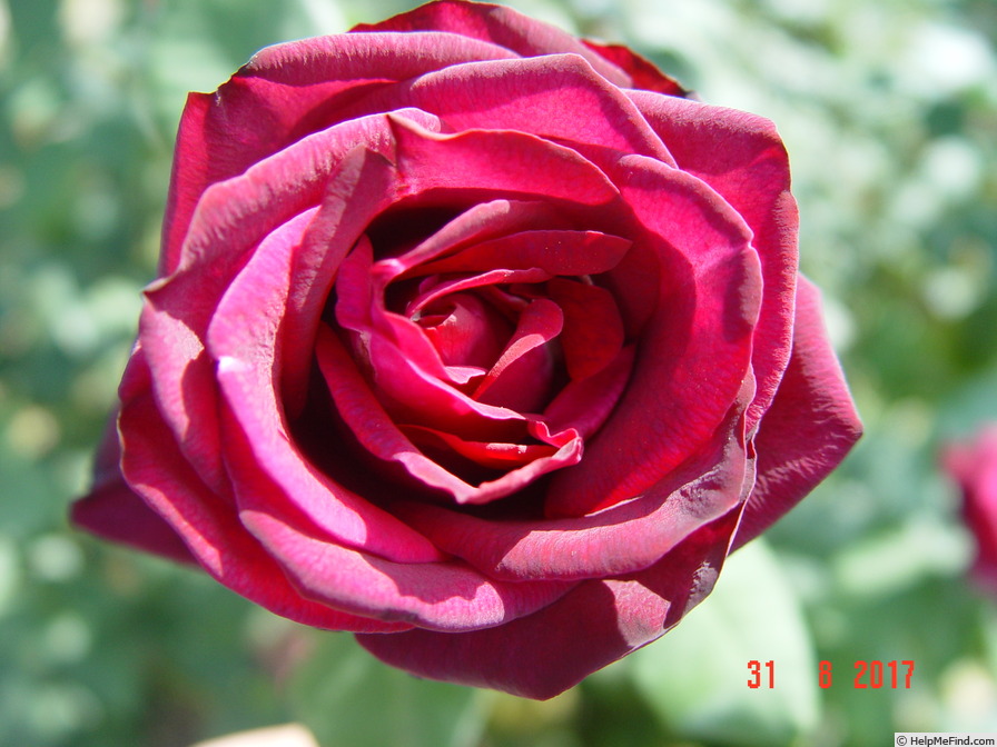 'Gräfin Diana ®' rose photo