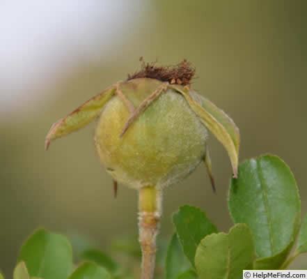 'R. bracteata' rose photo