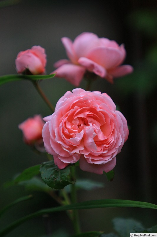 'Kölner Flora ®' rose photo