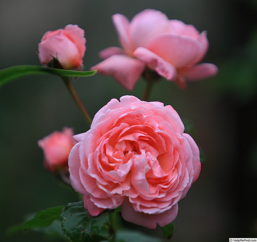 'Kölner Flora ®' rose photo