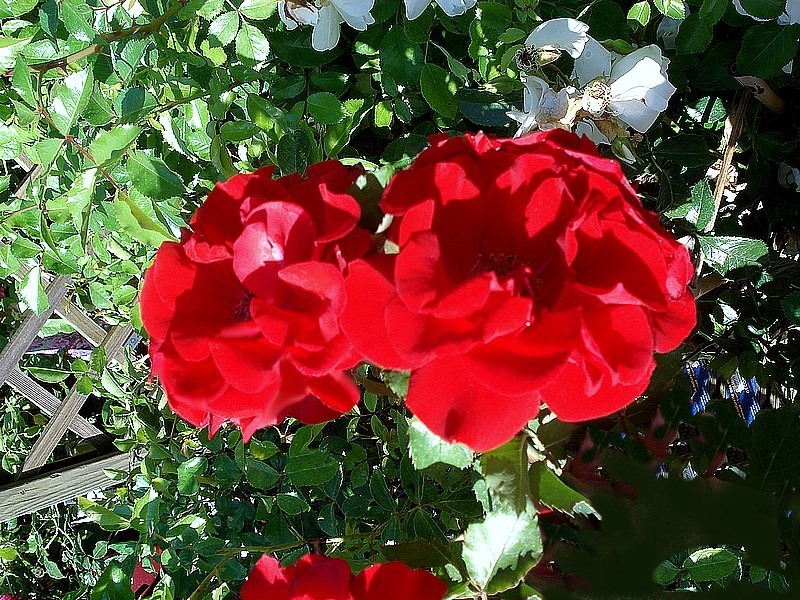 'Vittel' rose photo