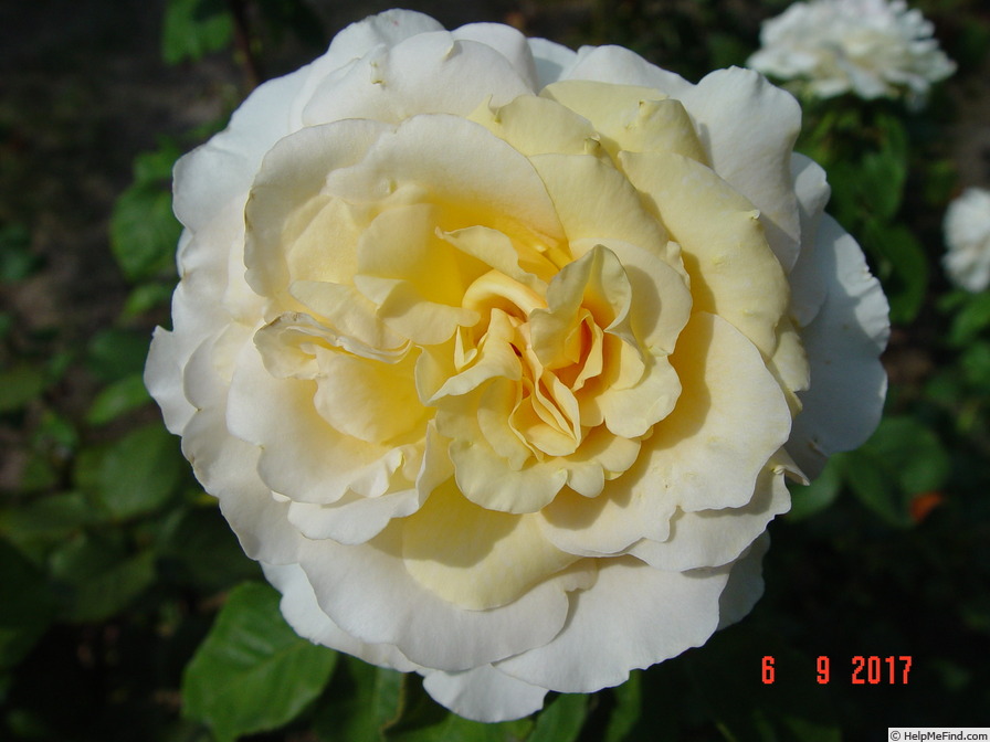 'Commonwealth Glory' rose photo