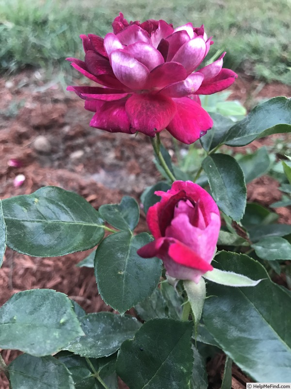 'Burgundy Iceberg' rose photo