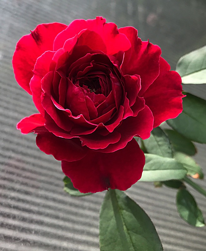 'Odysseia' rose photo