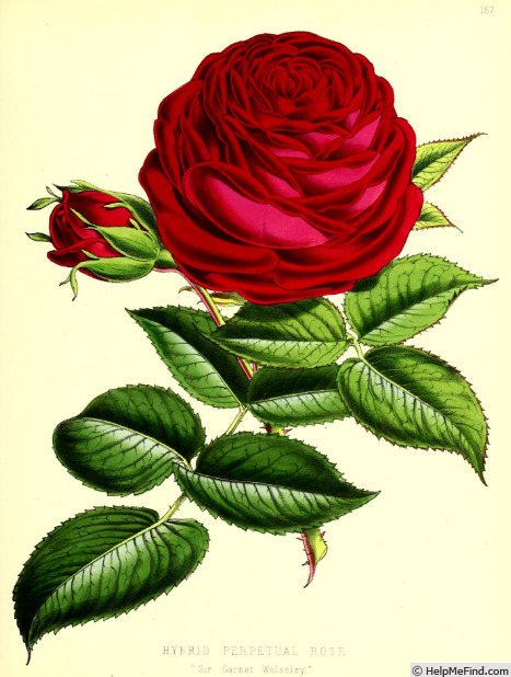 'Sir Garnet Wolseley' rose photo