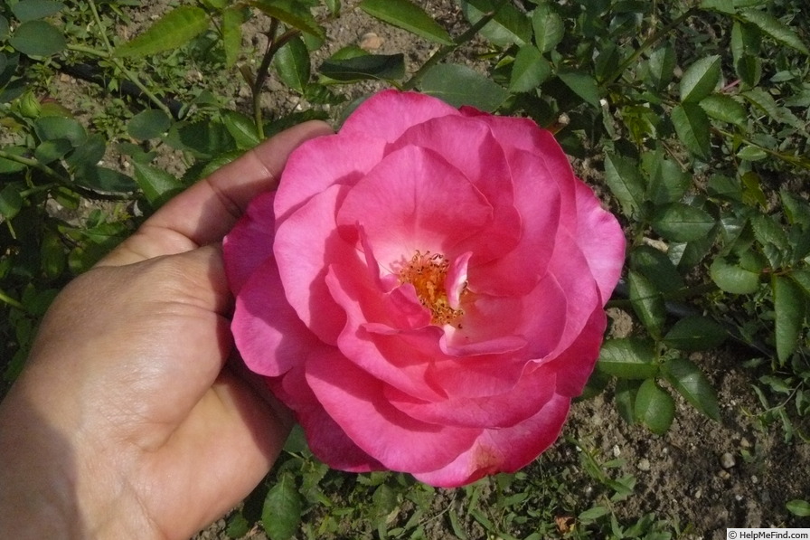 'Adolf Deegen' rose photo