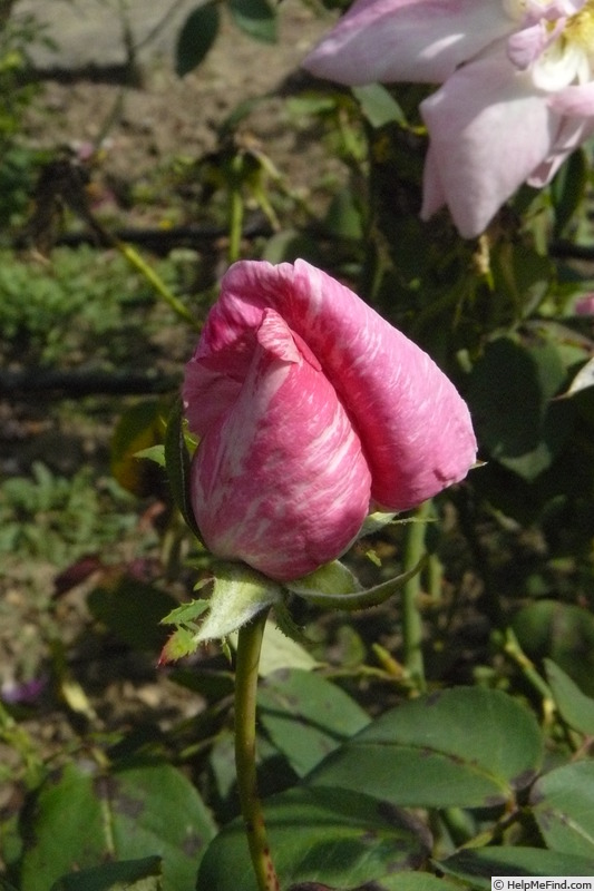 'Dr. Edvard Benes' rose photo