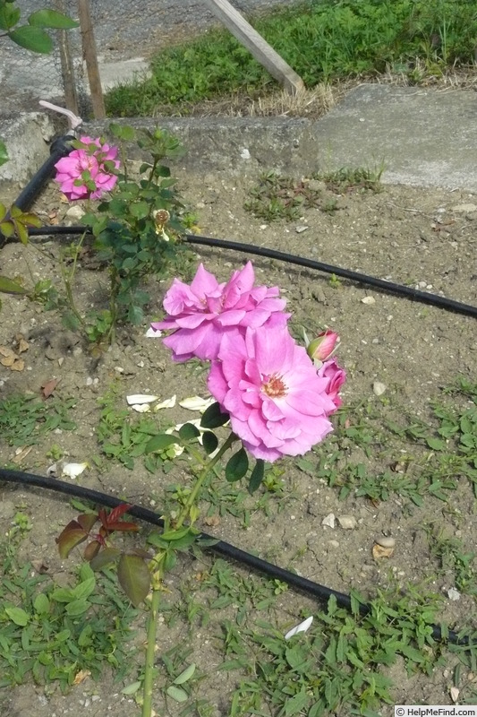 'Kamelie' rose photo
