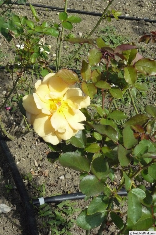 'Irénke' rose photo