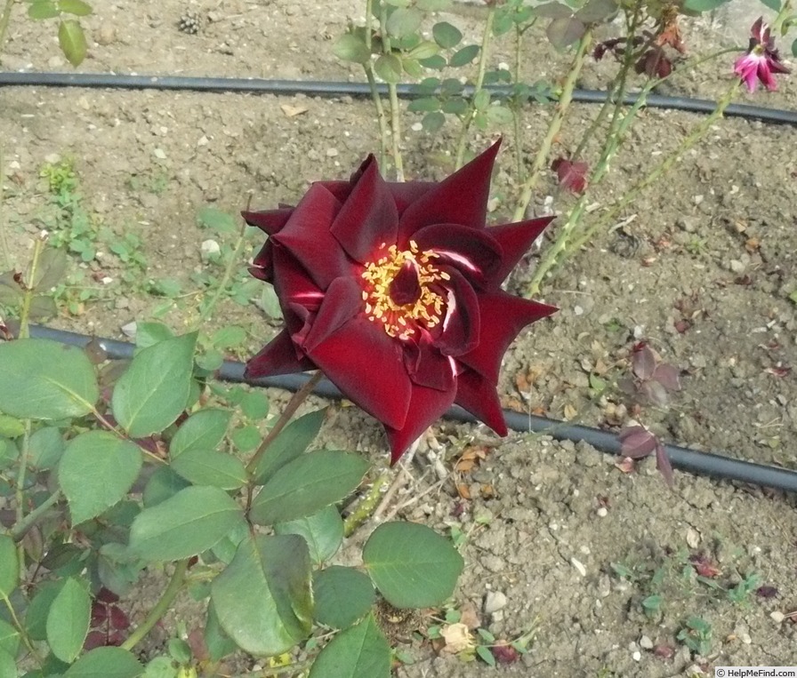 'Josef Klimeš' rose, click to enlarge 'Josef Klimeš' rose photo